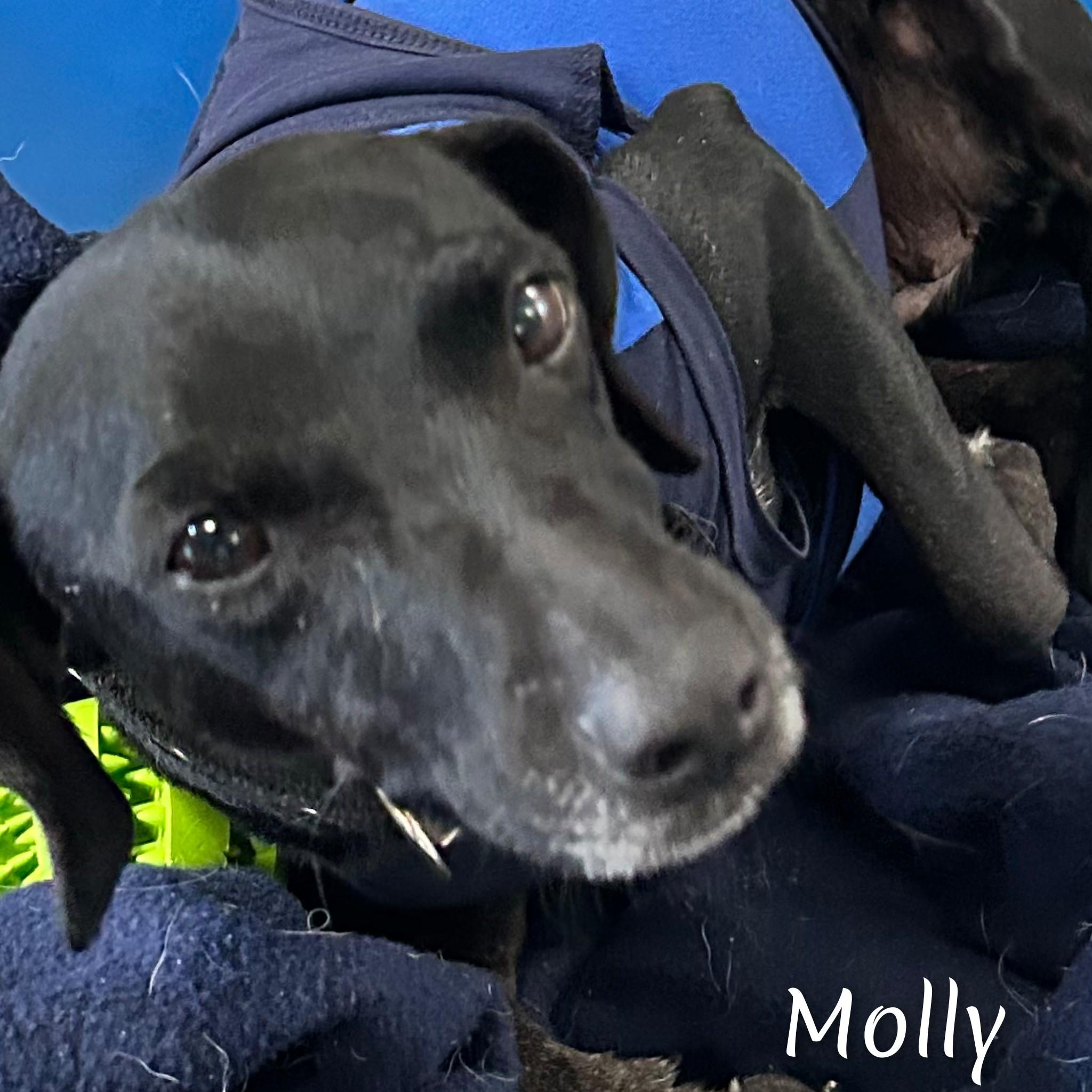 Molly