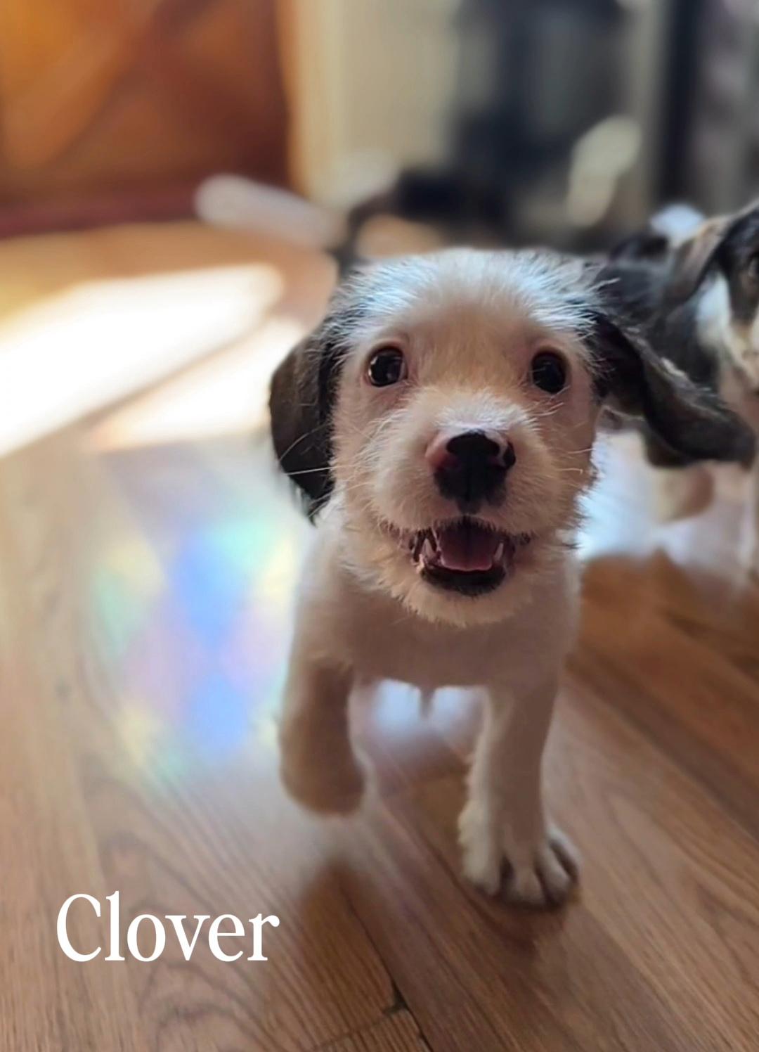 Clover, ADOPTABLE, Puppy Male Terrier.
