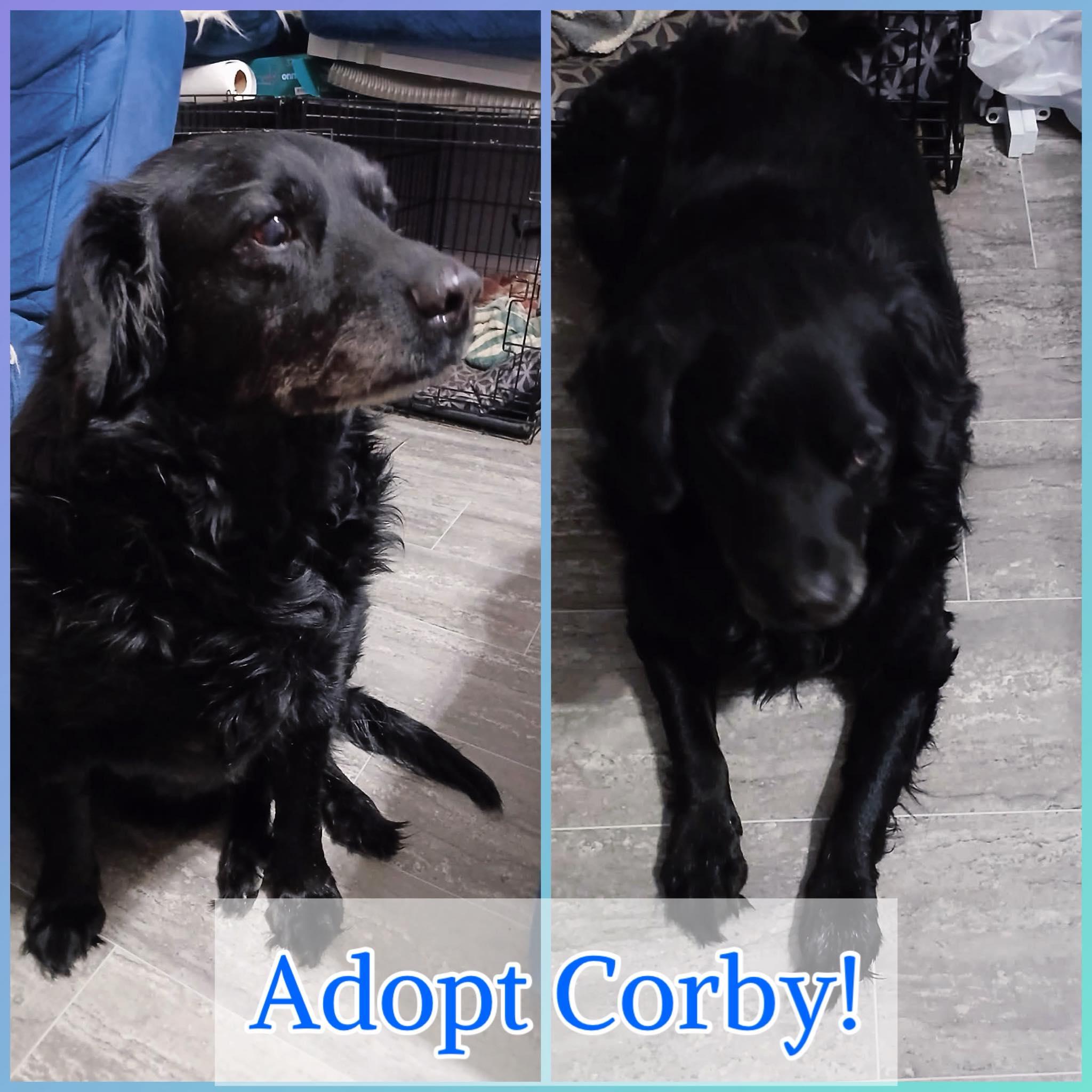 Corby, ADOPTABLE, Senior Male Flat-Coated Retriever.