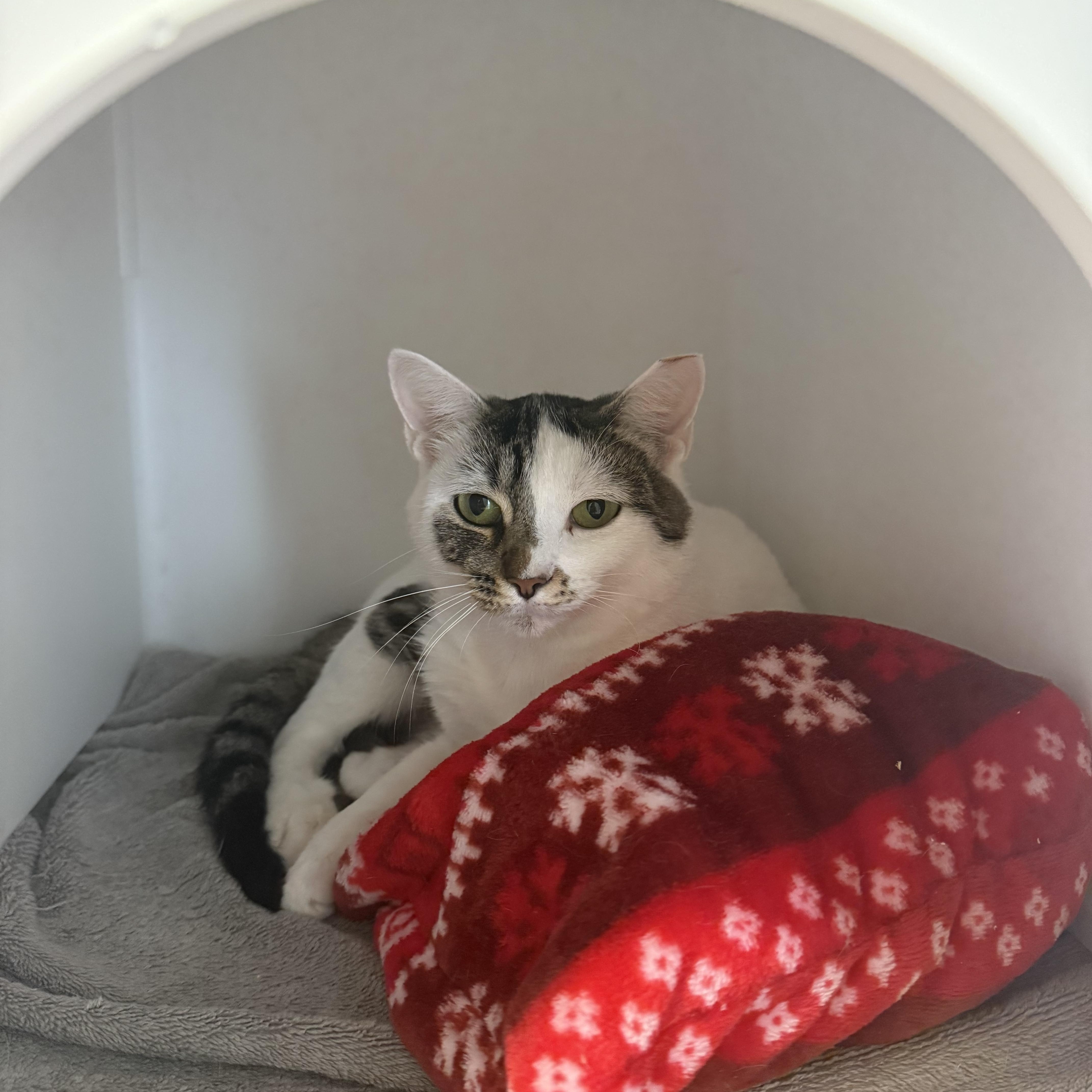 Enlarge Rosanne, a Adoptable Domestic Short Hair in Hendersonville, TN image 1/1