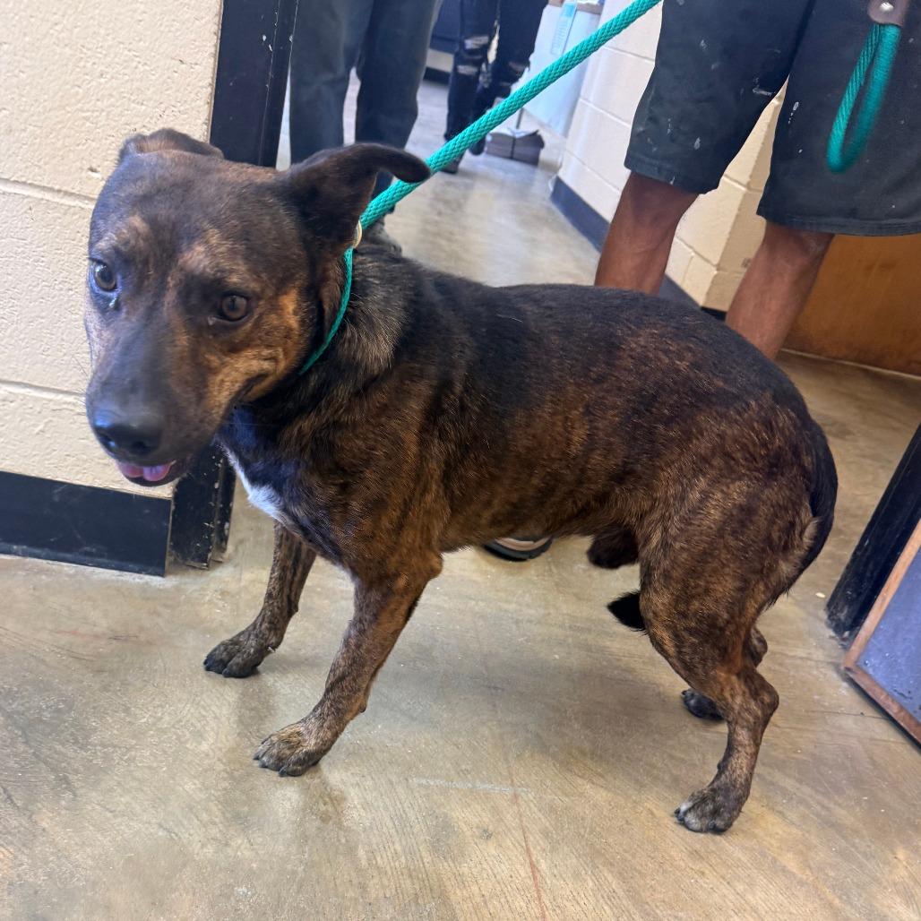Tucker, Adoptable, Adult Male Mixed Breed.