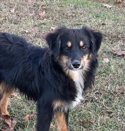 Pup Leto thumbnail 2