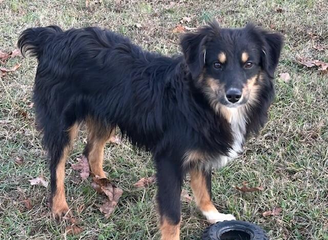 Pup Leto thumbnail 3