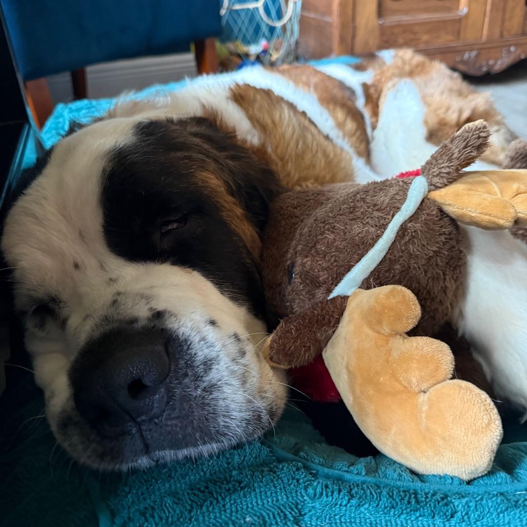 Mistletoe, a Adoptable Saint Bernard in Daphne, AL image 3/3