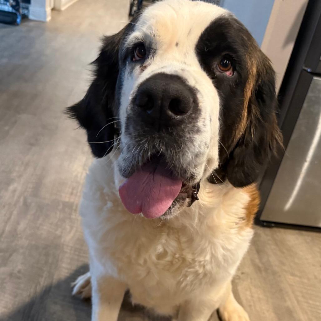 Mistletoe, a Adoptable Saint Bernard in Daphne, AL image 1/3