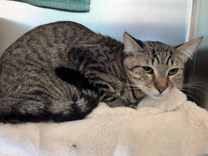 Bruno, Adoptable, Young Male Domestic Short Hair & Domestic Short Hair.