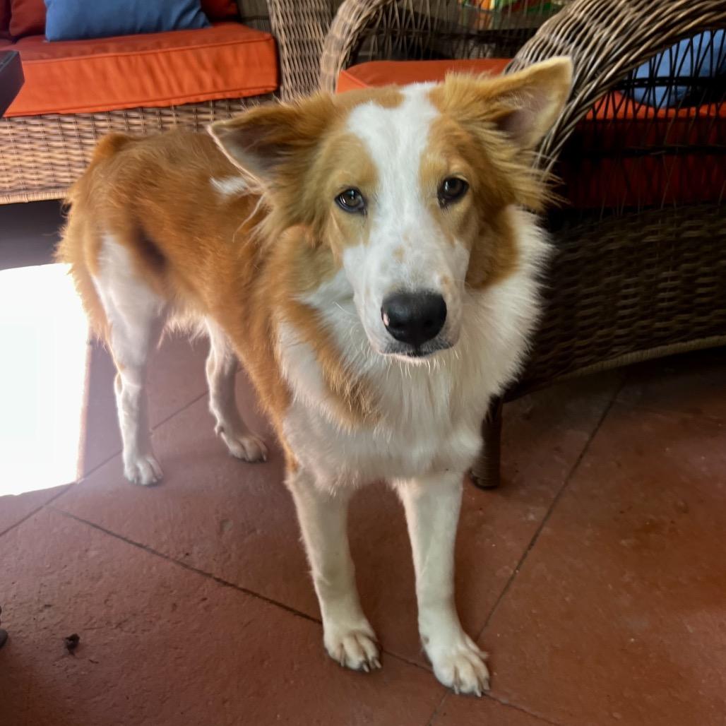 Enlarge Junie, a Adoptable Collie in Houston, TX image 1/5