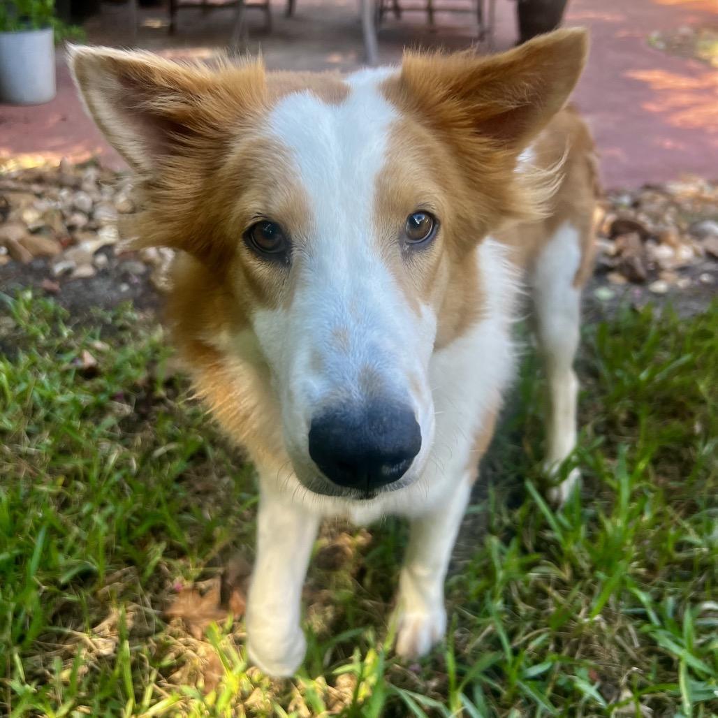 Enlarge Junie, a Adoptable Collie in Houston, TX image 2/5