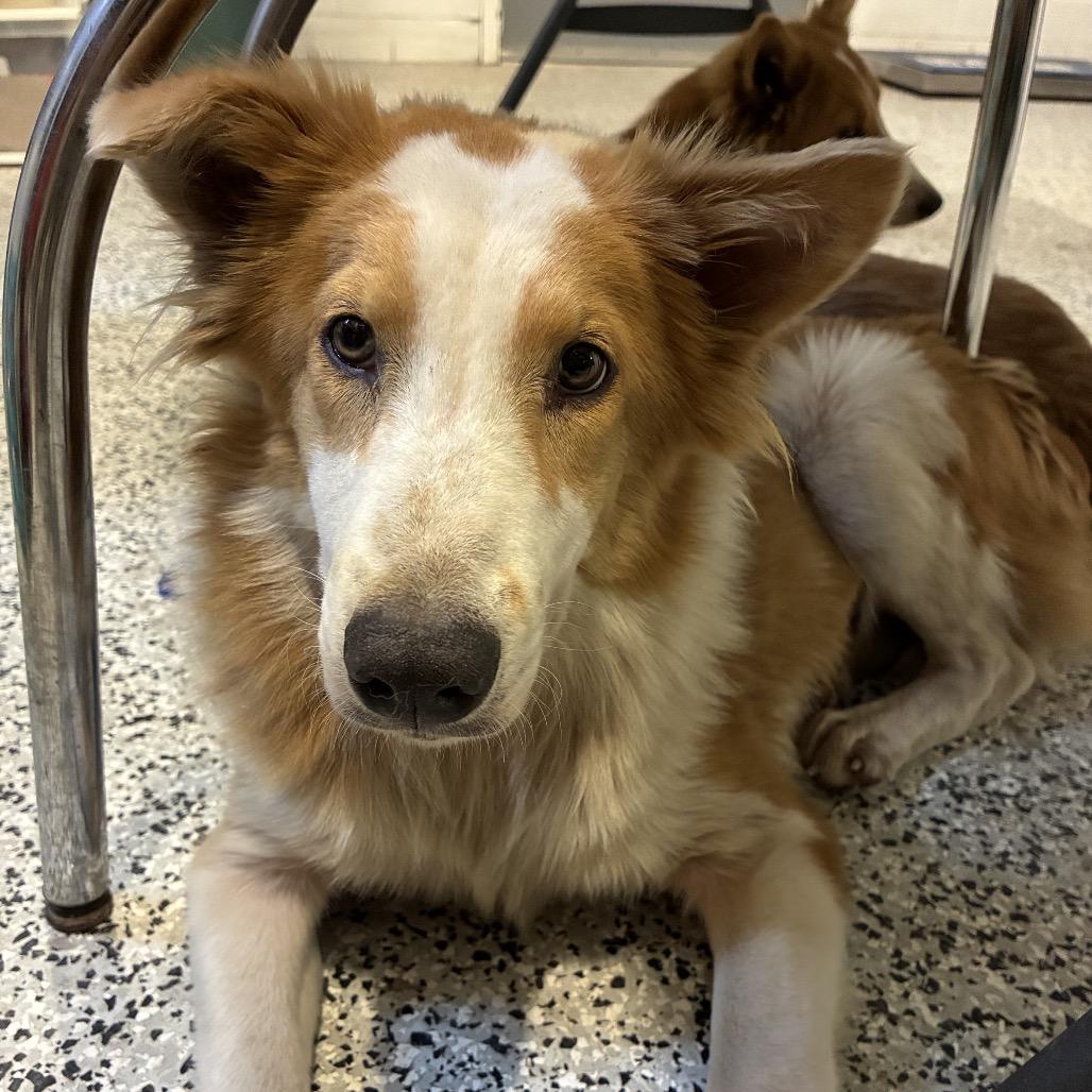 Enlarge Junie, a Adoptable Collie in Houston, TX image 3/5