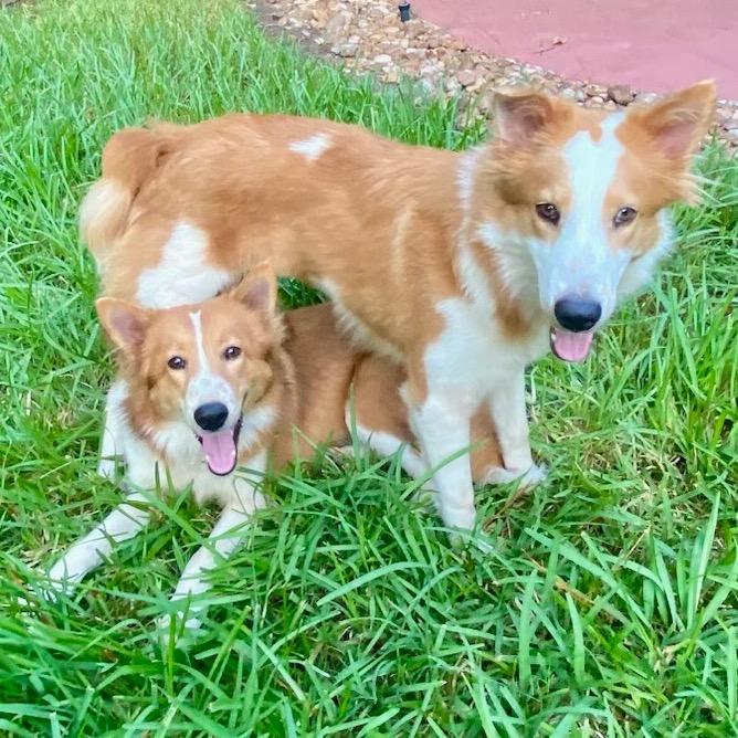 Enlarge Junie, a Adoptable Collie in Houston, TX image 4/5