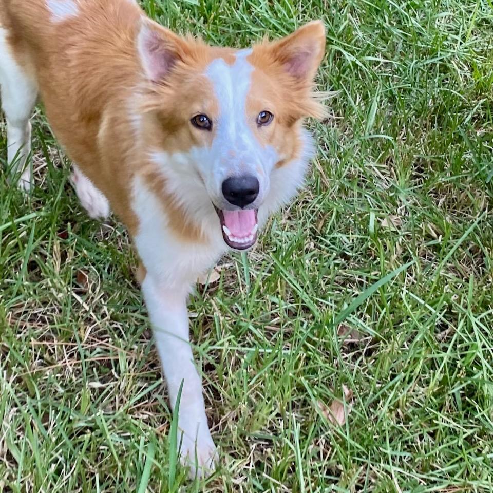 Enlarge Junie, a Adoptable Collie in Houston, TX image 5/5