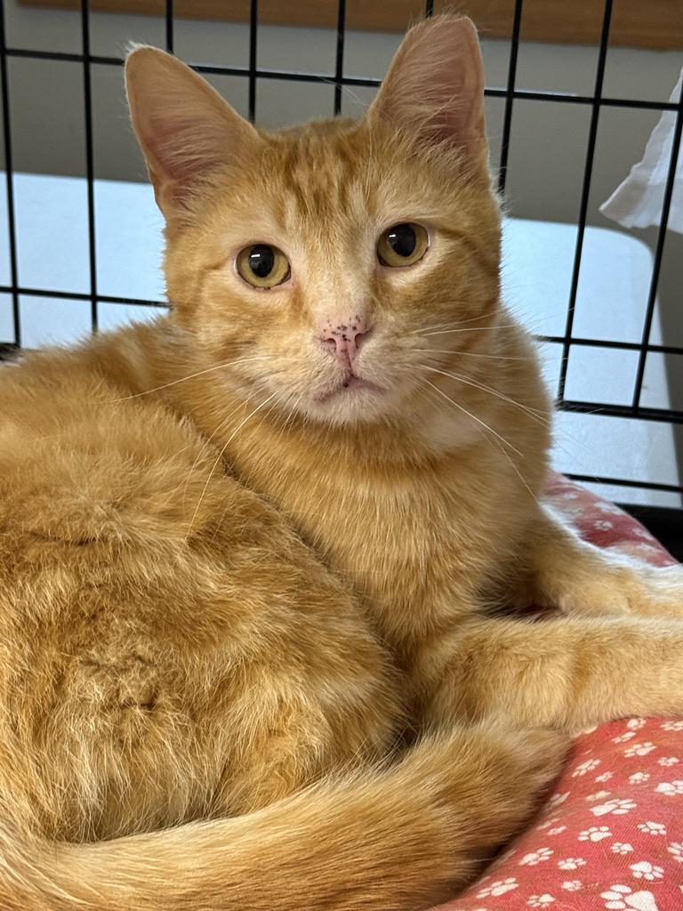 Enlarge Richie (aka Freckles), a Adoptable mixed breed in Ontario, OR image 1/1