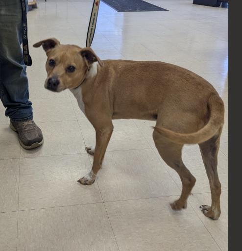 DONALD, Adoptable, Young Male Labrador Retriever & Mixed Breed.