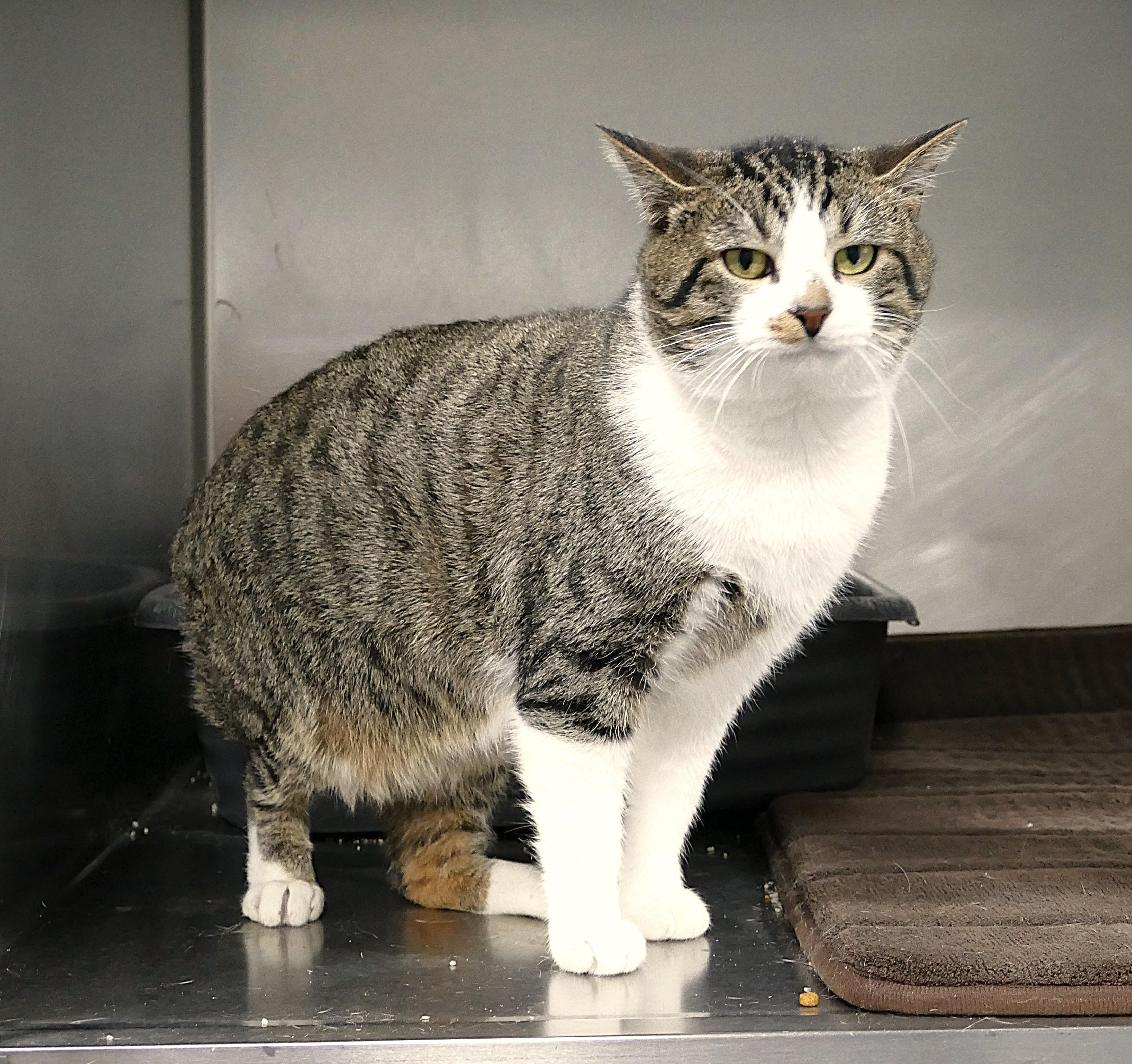 CEASAR, ADOPTABLE, Adult Male Domestic Short Hair.