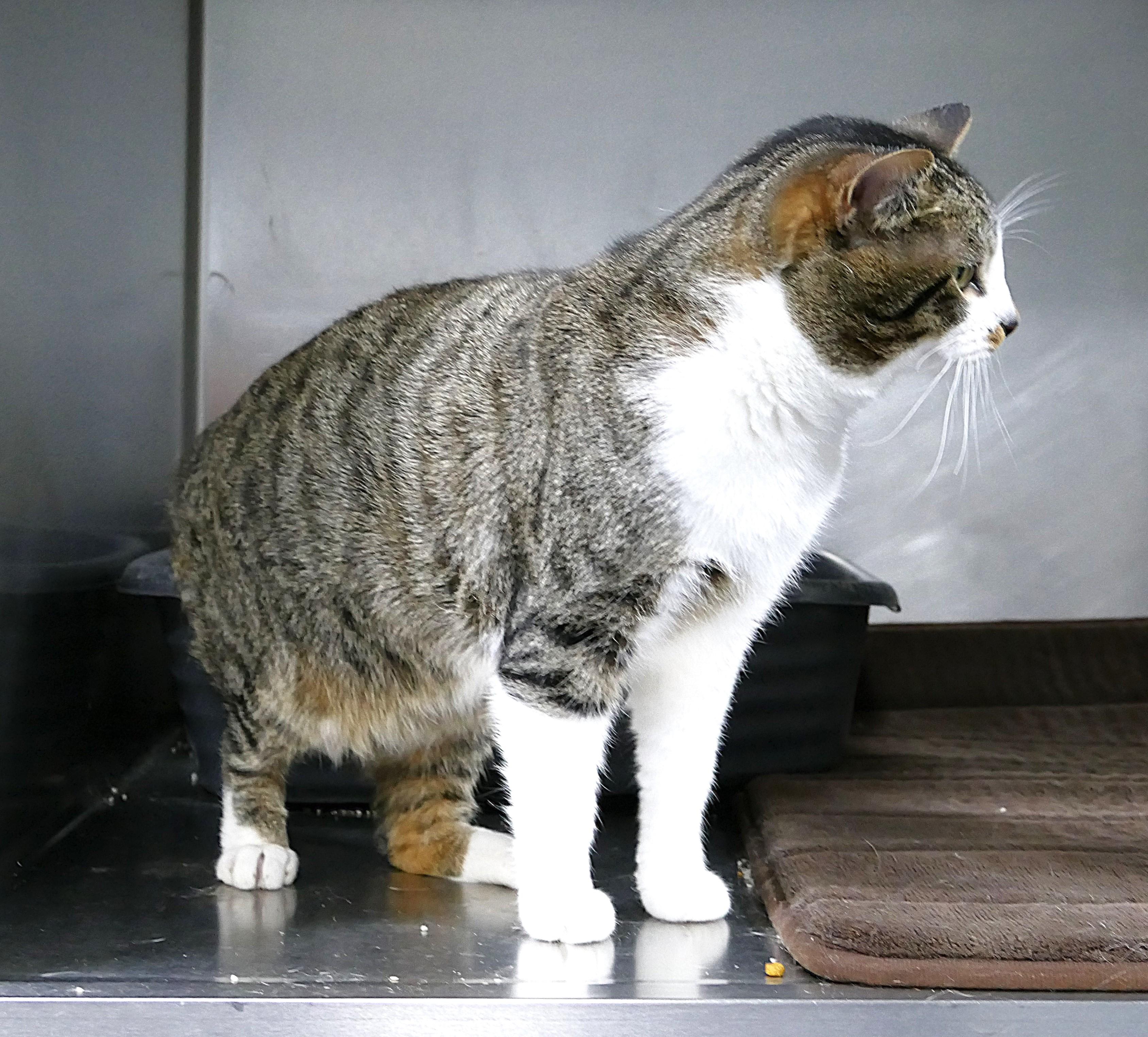 Enlarge CEASAR, a ADOPTABLE mixed breed in Beechbottom, WV image 2/2