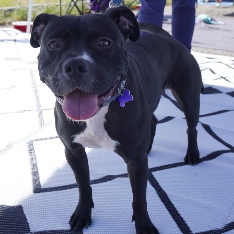 Enlarge Blanche, a Adoptable mixed breed in Colonial Heights, VA image 2/2