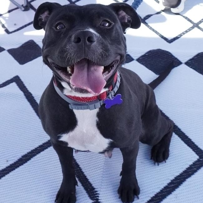 Blanche, Adoptable, Adult Female American Staffordshire Terrier & Pit Bull Terrier.