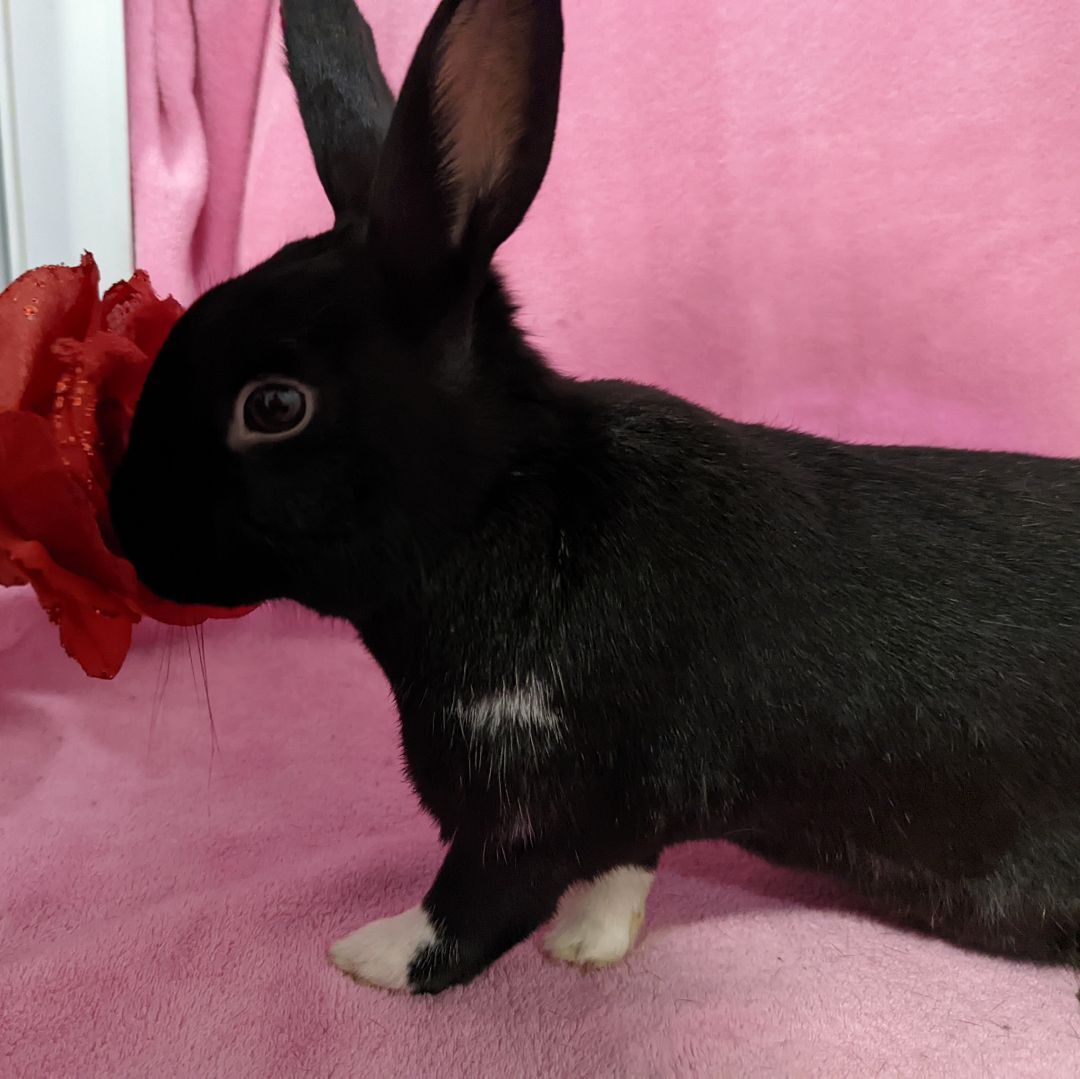 Enlarge Violet (Bonded to Charlie), a Adoptable mixed breed in Erie, PA image 1/6