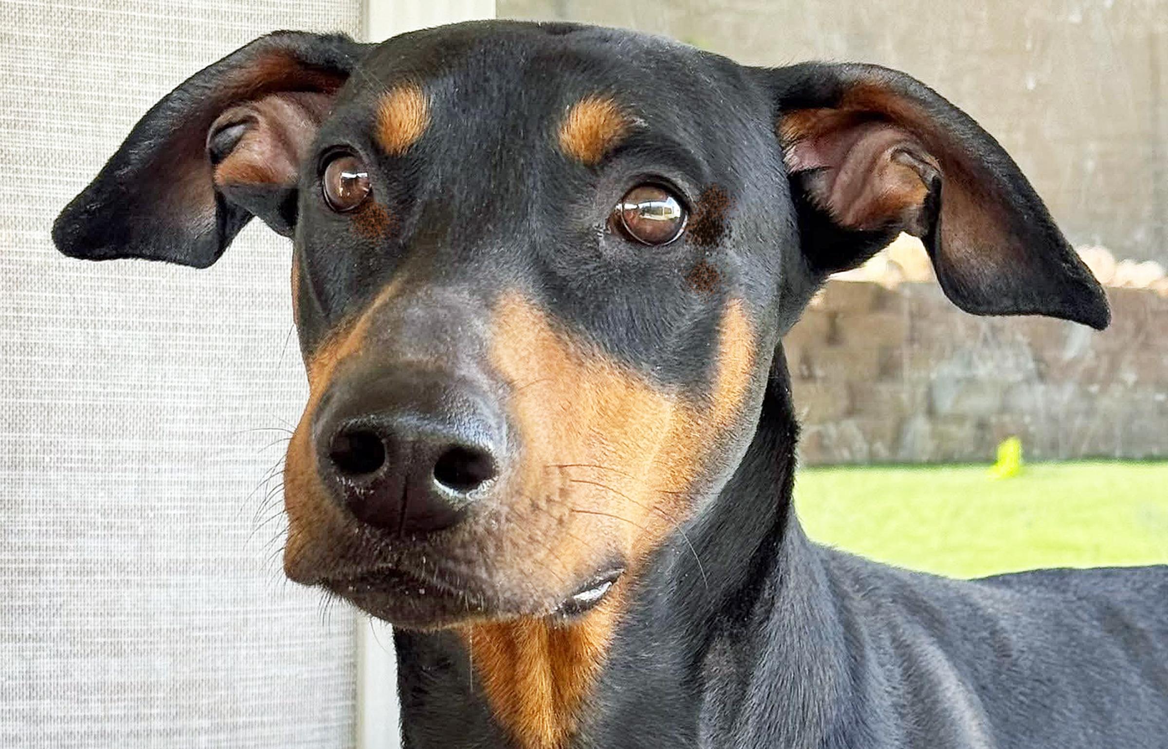 Winnie, an adopted Doberman Pinscher in Las Vegas, NV image 1/5