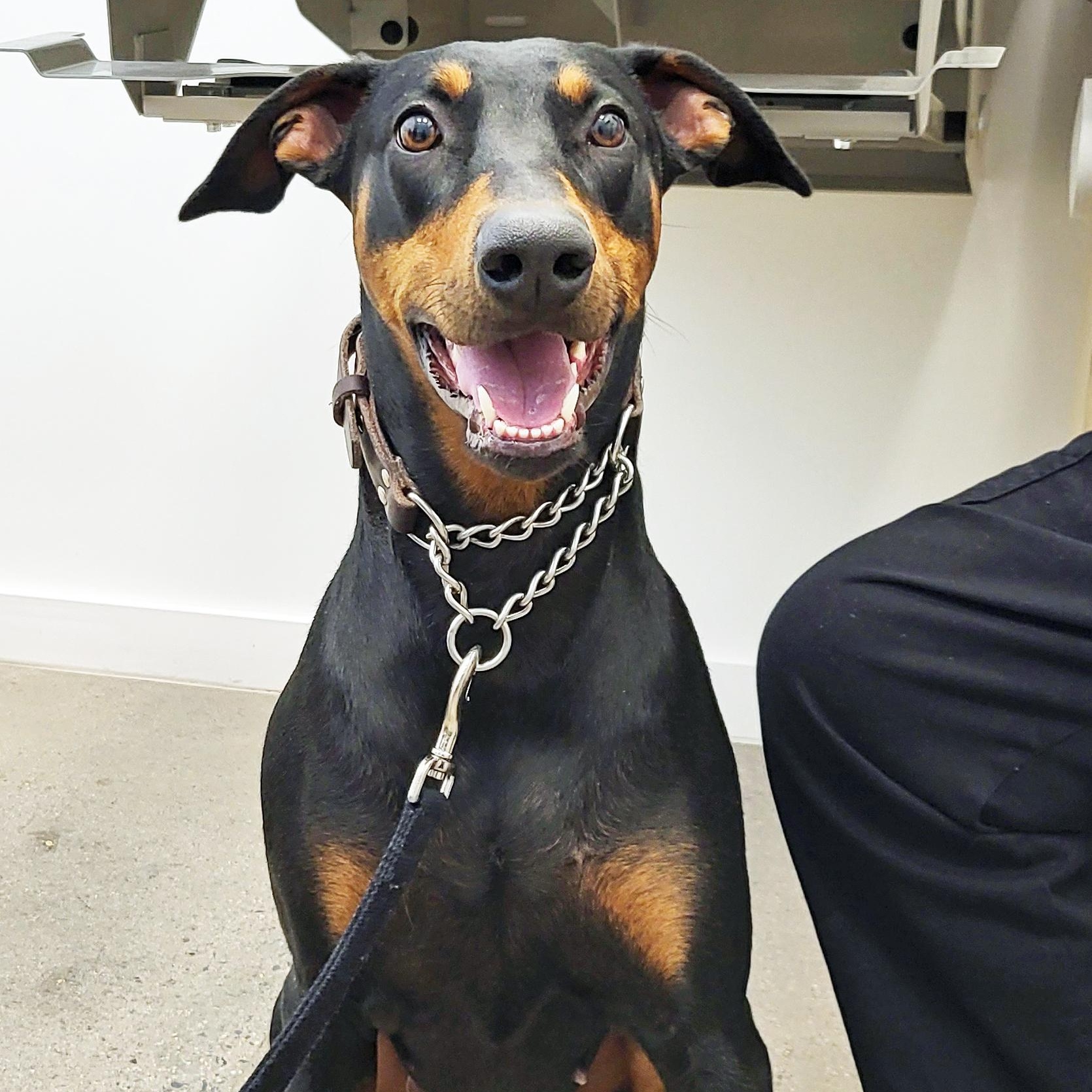 Winnie, an adopted Doberman Pinscher in Las Vegas, NV image 3/5