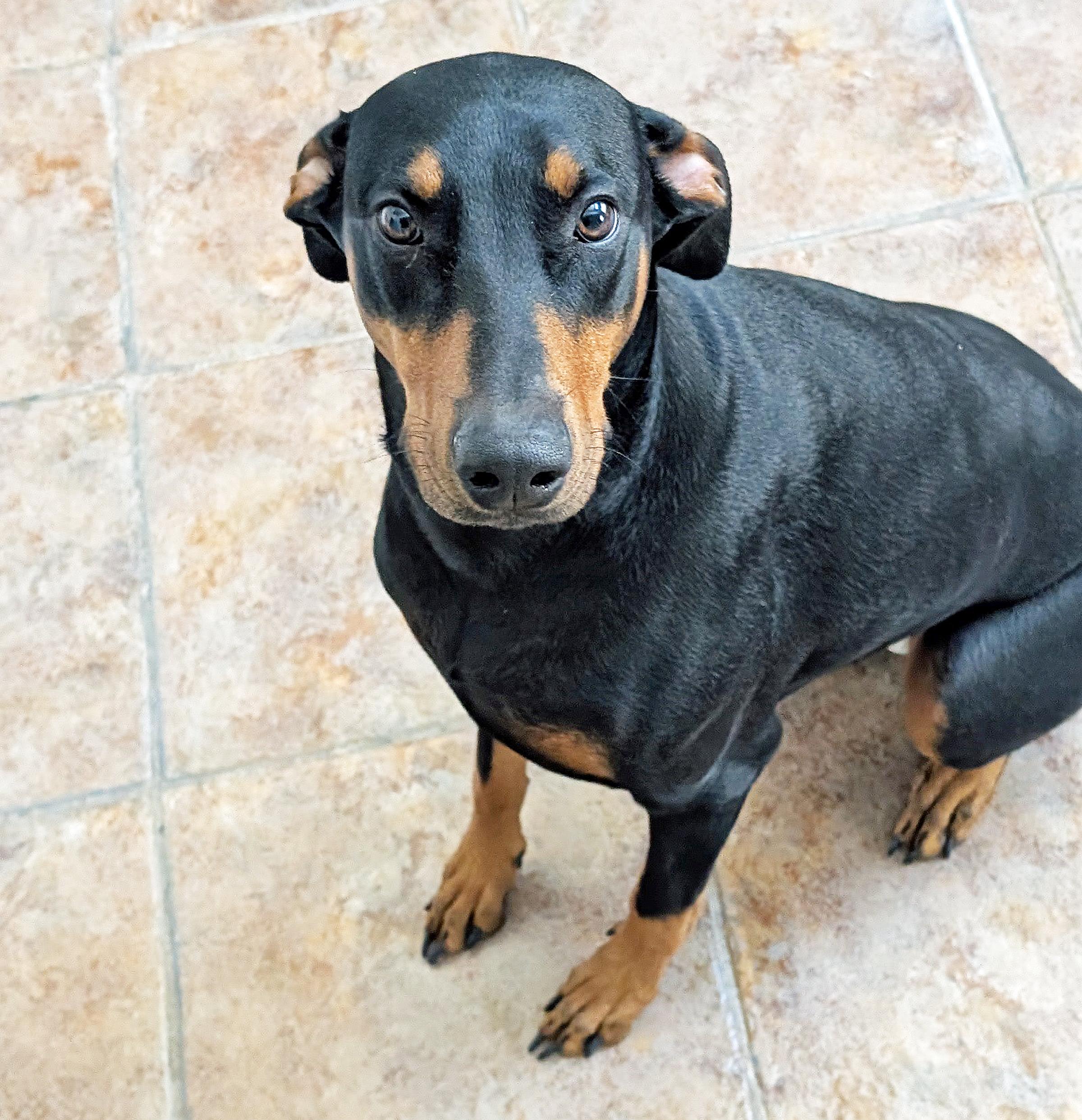Winnie, an adopted Doberman Pinscher in Las Vegas, NV image 4/5