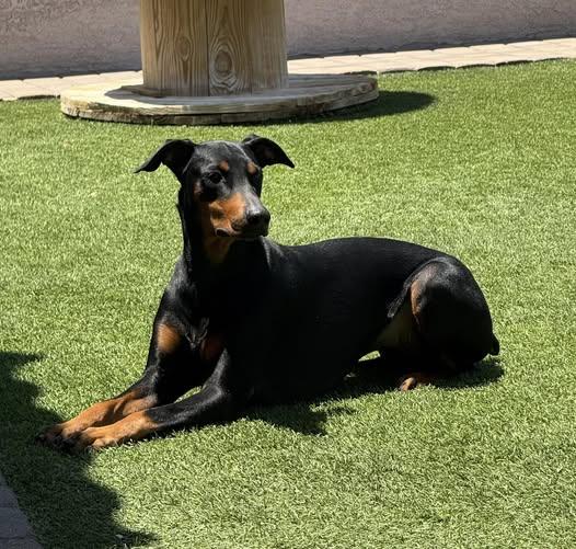 Winnie, an adopted Doberman Pinscher in Las Vegas, NV image 2/5