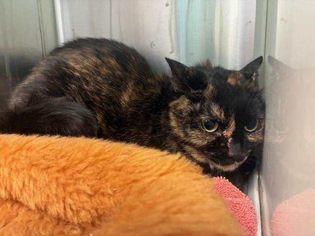 Enlarge SNICKERS, a Adoptable Domestic Short Hair in Brighton, CO image 1/1