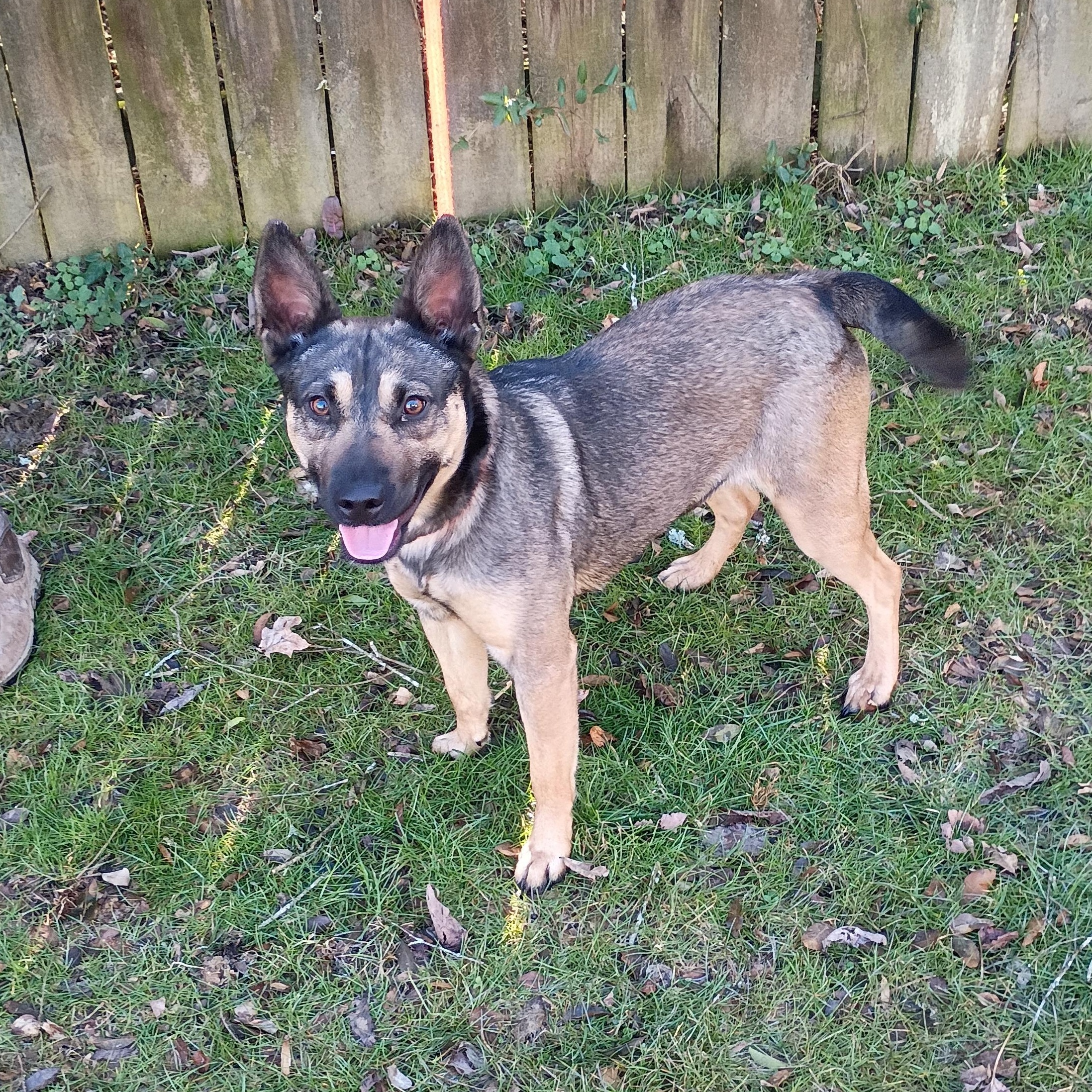 Enlarge Tara, a ADOPTABLE mixed breed in Maynardville, TN image 1/1