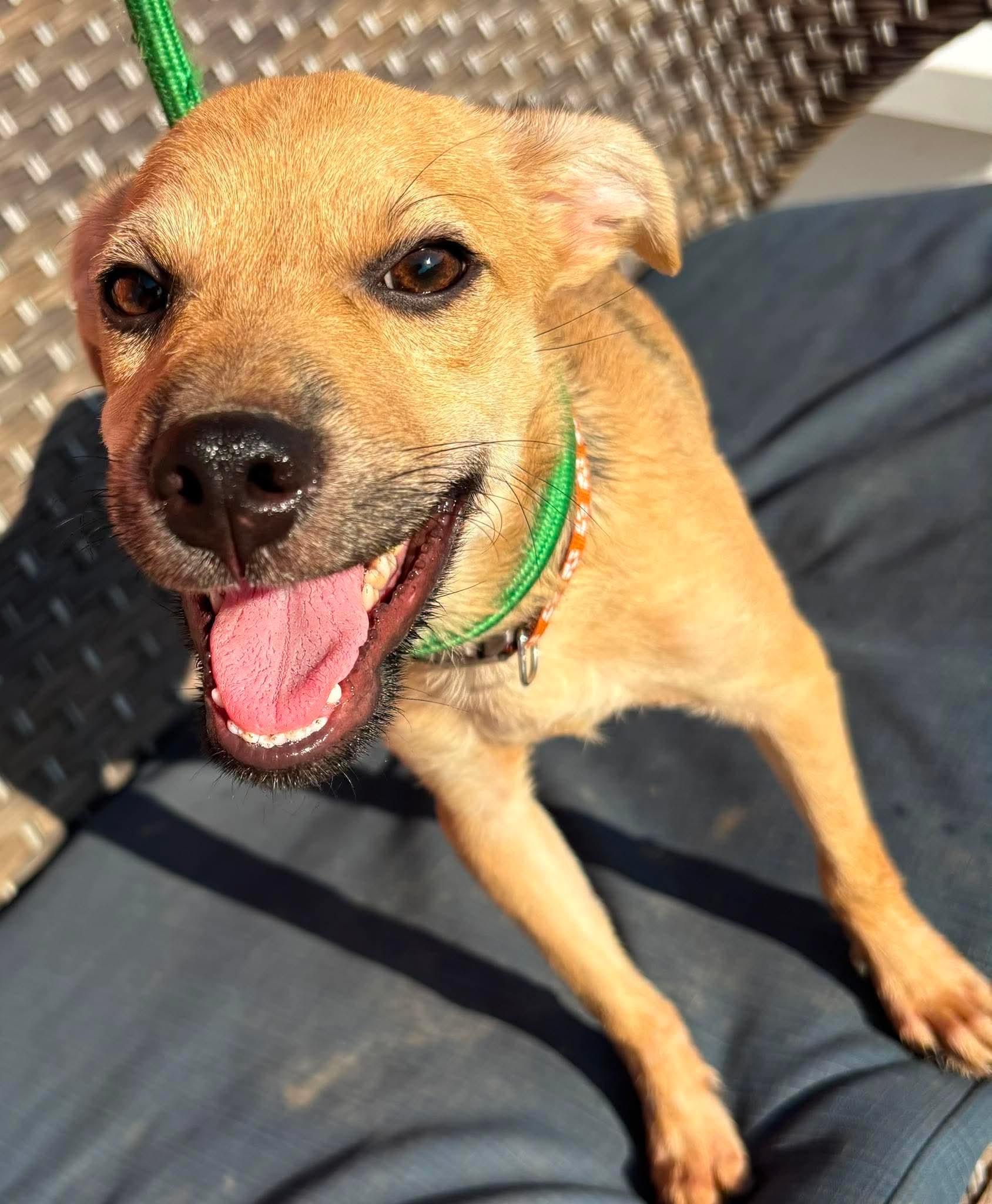 Booker, ADOPTABLE, Young Male Miniature Pinscher.