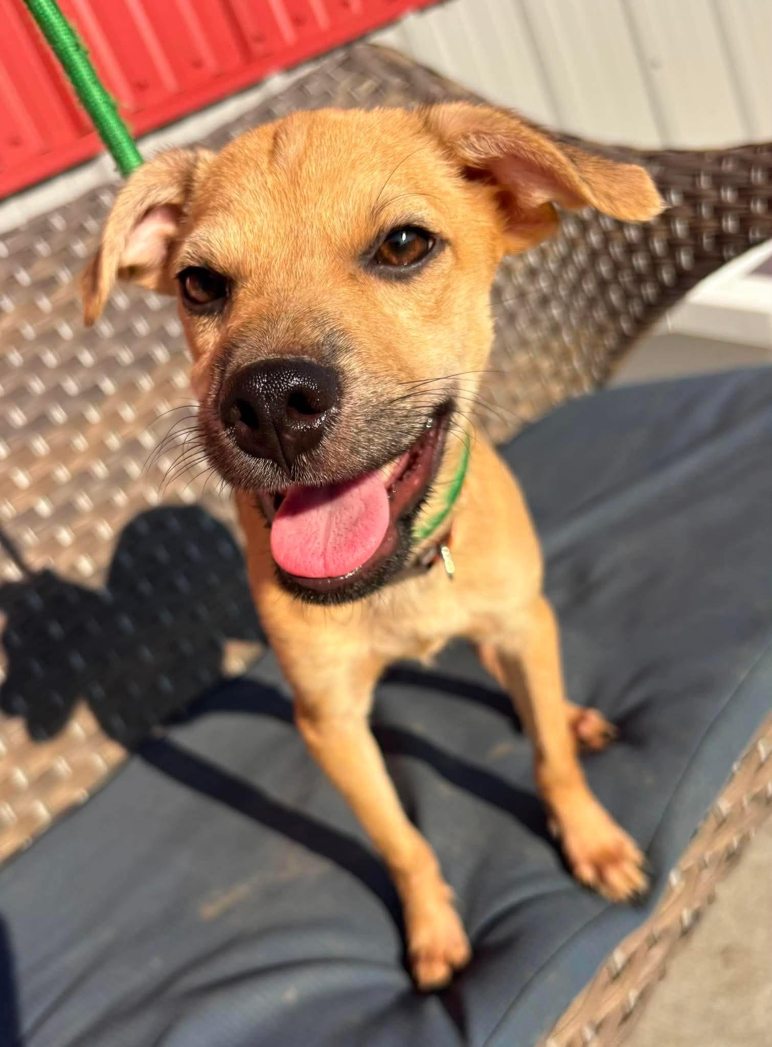 Enlarge Booker, a ADOPTABLE Miniature Pinscher in Minooka, IL image 2/2