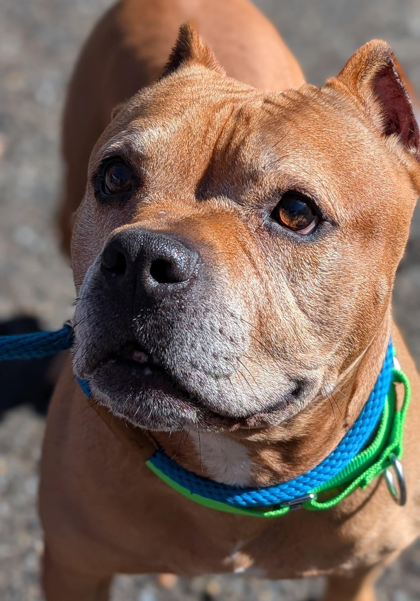 Name This Bully - FKA Dudley, Adoptable, Adult Male Pit Bull Terrier.