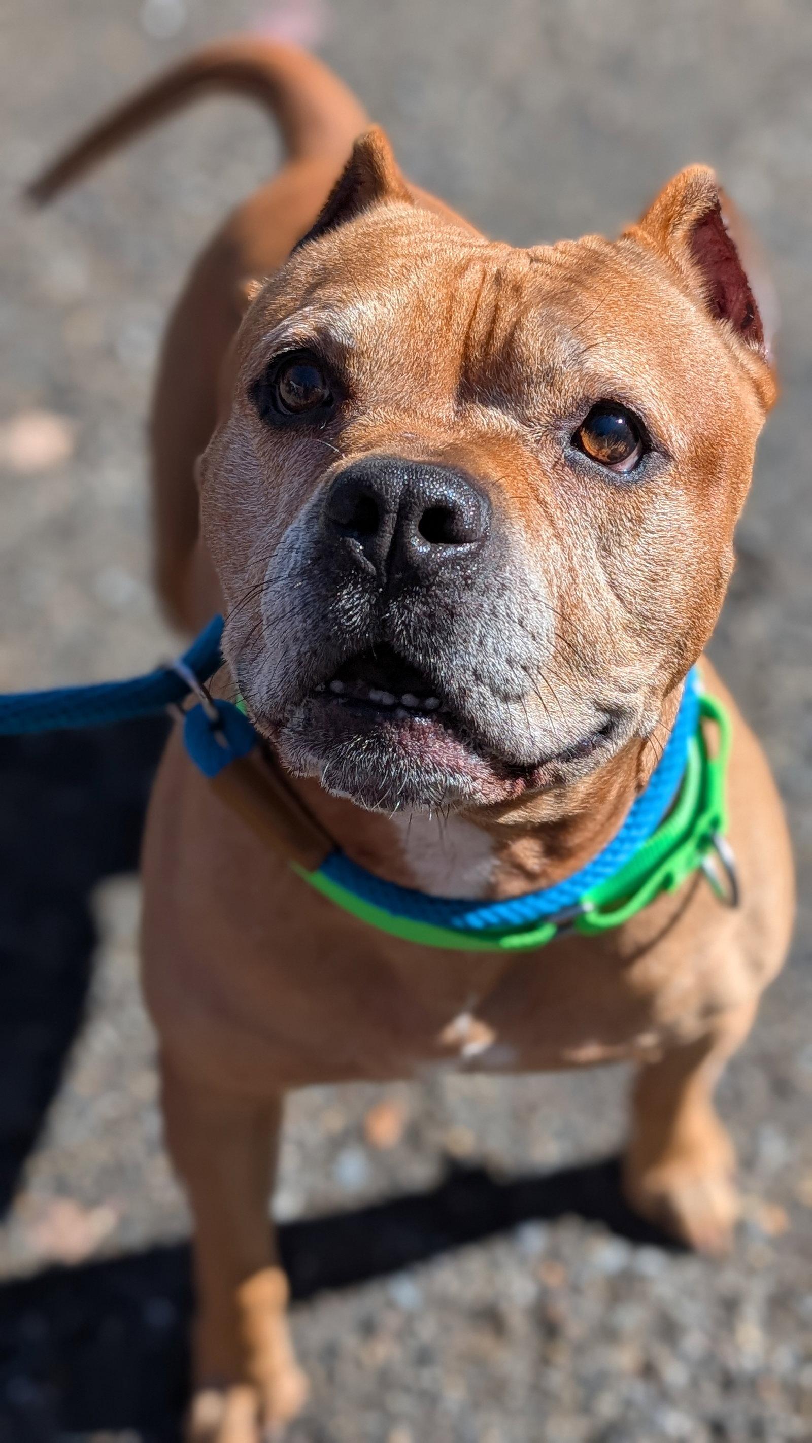Enlarge Name This Bully - FKA Dudley, a Adoptable Pit Bull Terrier in Hillsboro, NH image 2/3
