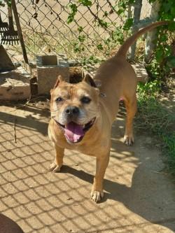 Enlarge Name This Bully - FKA Dudley, a Adoptable Pit Bull Terrier in Hillsboro, NH image 3/3