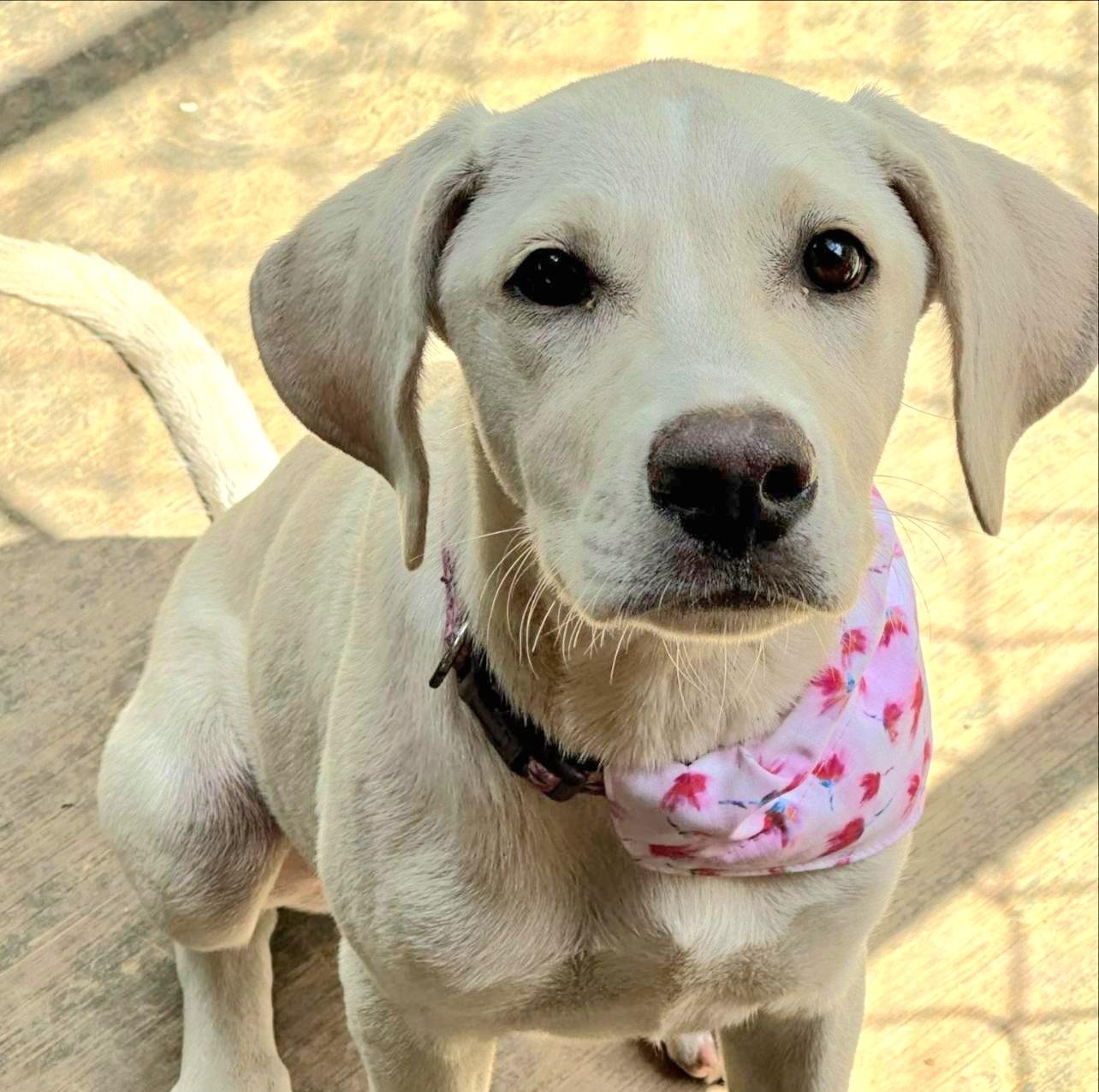 Enlarge PRINCESS JEAN "Your love." (Currently in Puerto Rico), a Adoptable mixed breed in New York, NY image 1/5