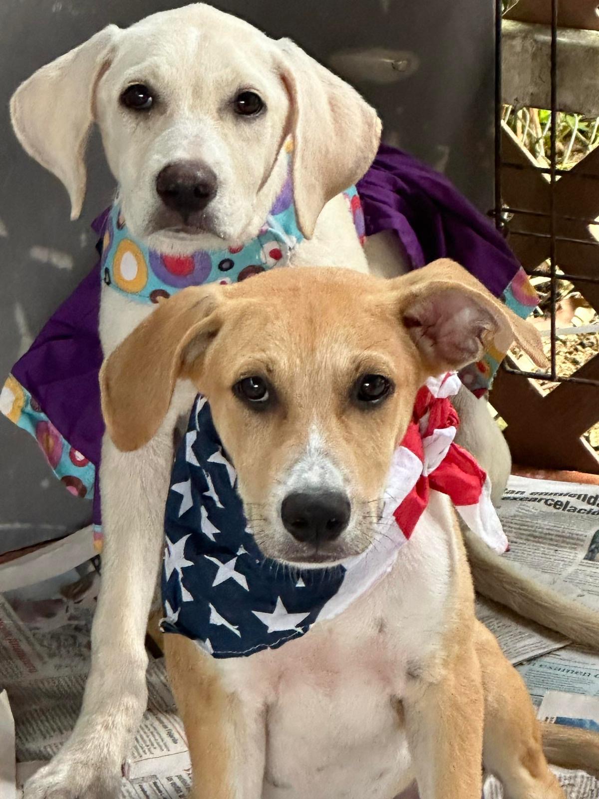 Enlarge PRINCESS JEAN "Your love." (Currently in Puerto Rico), a Adoptable mixed breed in New York, NY image 3/5