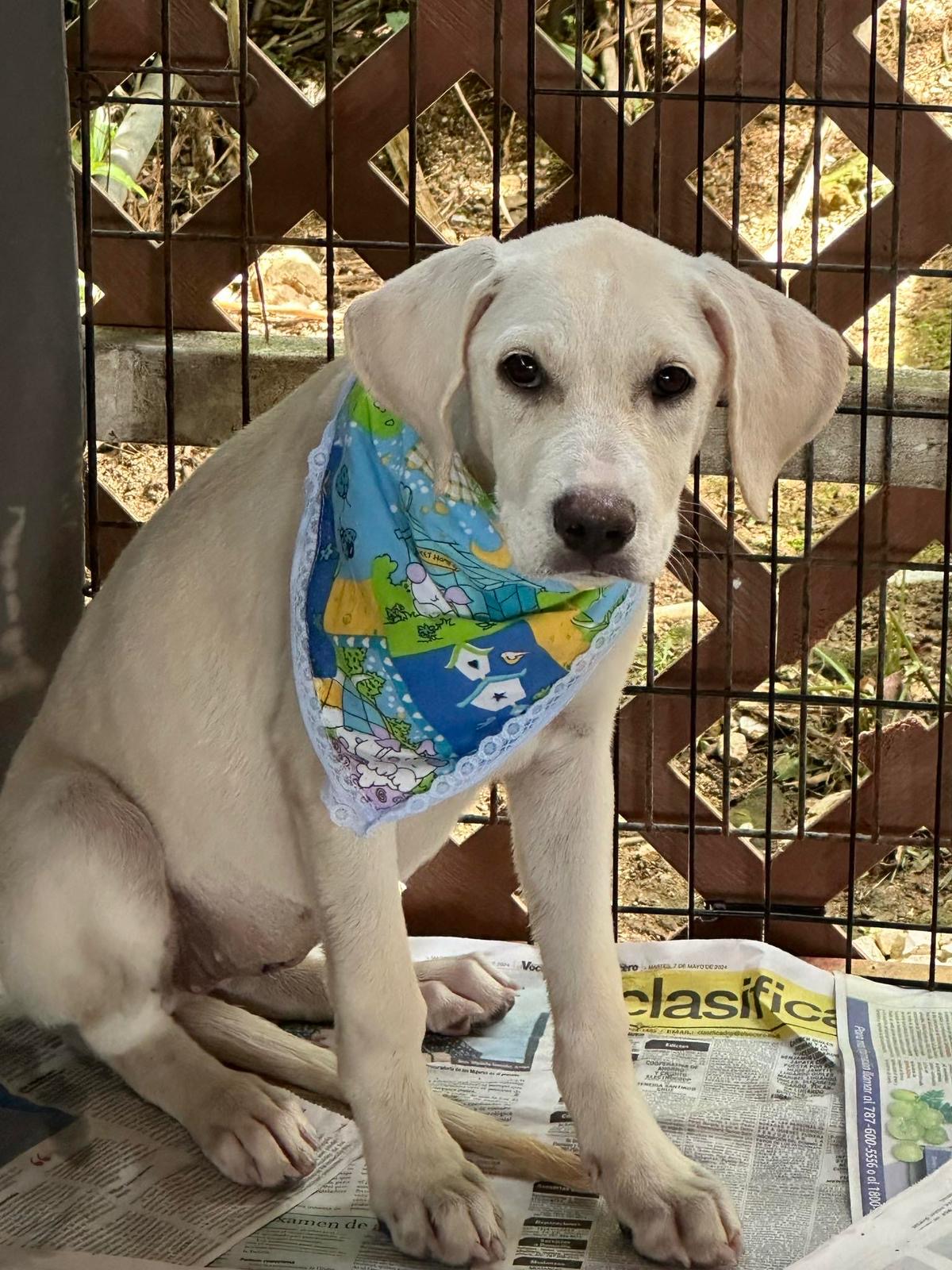 Enlarge PRINCESS JEAN "Your love." (Currently in Puerto Rico), a Adoptable mixed breed in New York, NY image 4/5