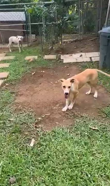 Enlarge PRINCESS JEAN "Your love." (Currently in Puerto Rico), a Adoptable mixed breed in New York, NY video 2/5