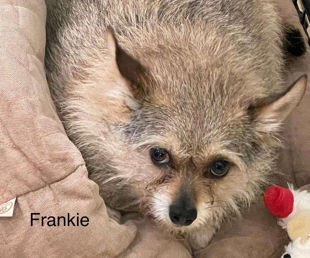 Frankie, Adoptable, Adult Male Terrier.