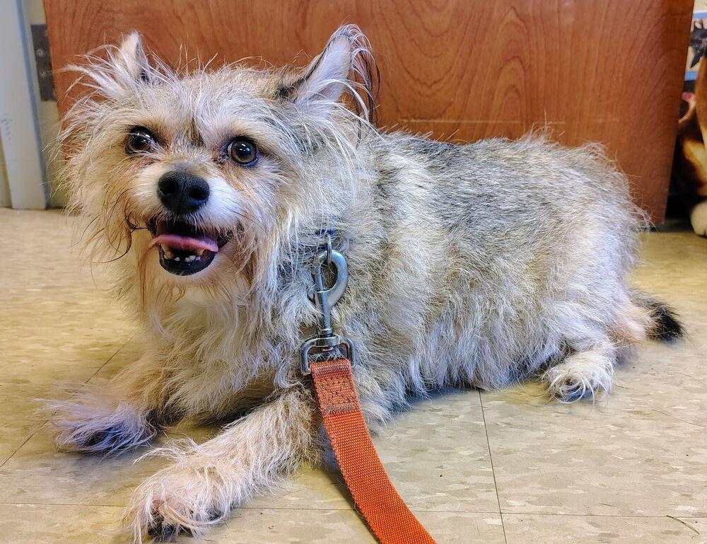 Enlarge Frankie, a Adoptable mixed breed in Kalamazoo, MI image 2/5