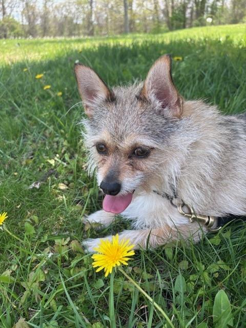 Enlarge Frankie, a Adoptable mixed breed in Kalamazoo, MI image 3/5