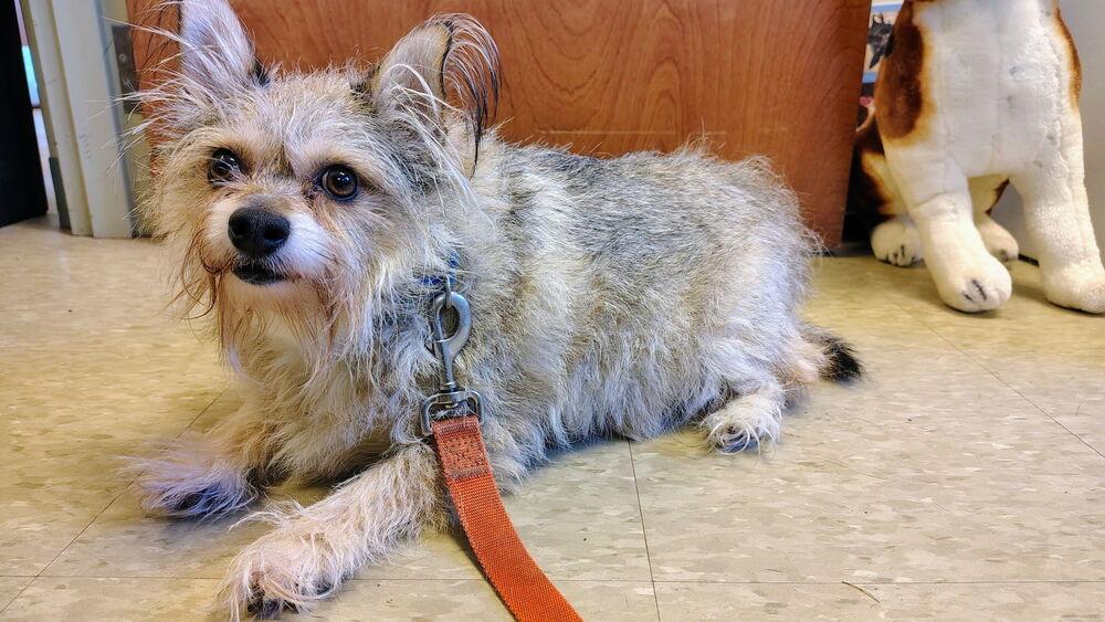 Enlarge Frankie, a Adoptable mixed breed in Kalamazoo, MI image 4/5