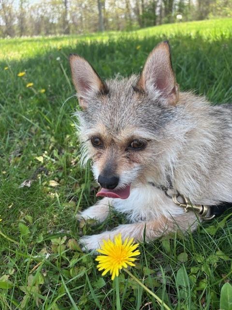 Enlarge Frankie, a Adoptable mixed breed in Kalamazoo, MI image 5/5