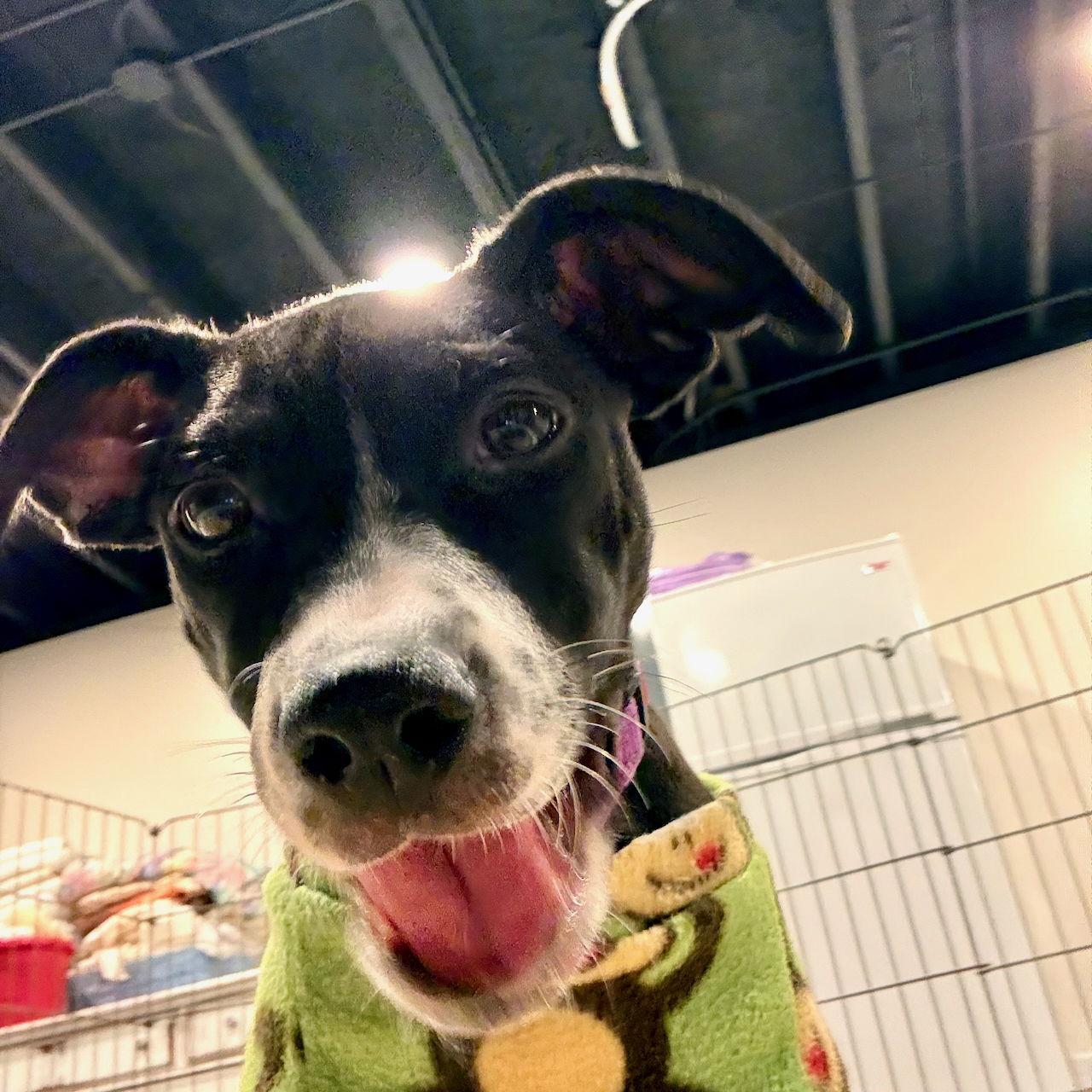 KYLIE, Adoptable, Puppy Female Labrador Retriever & Pointer.