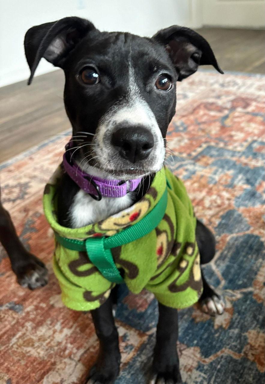 Enlarge KYLIE, a Adoptable mixed breed in GILBERTS, IL image 2/3