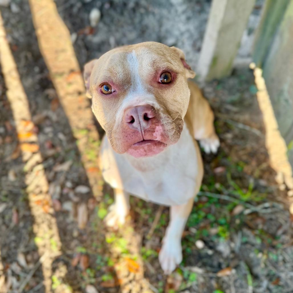 Rita, Adoptable, Adult Female Mixed Breed.