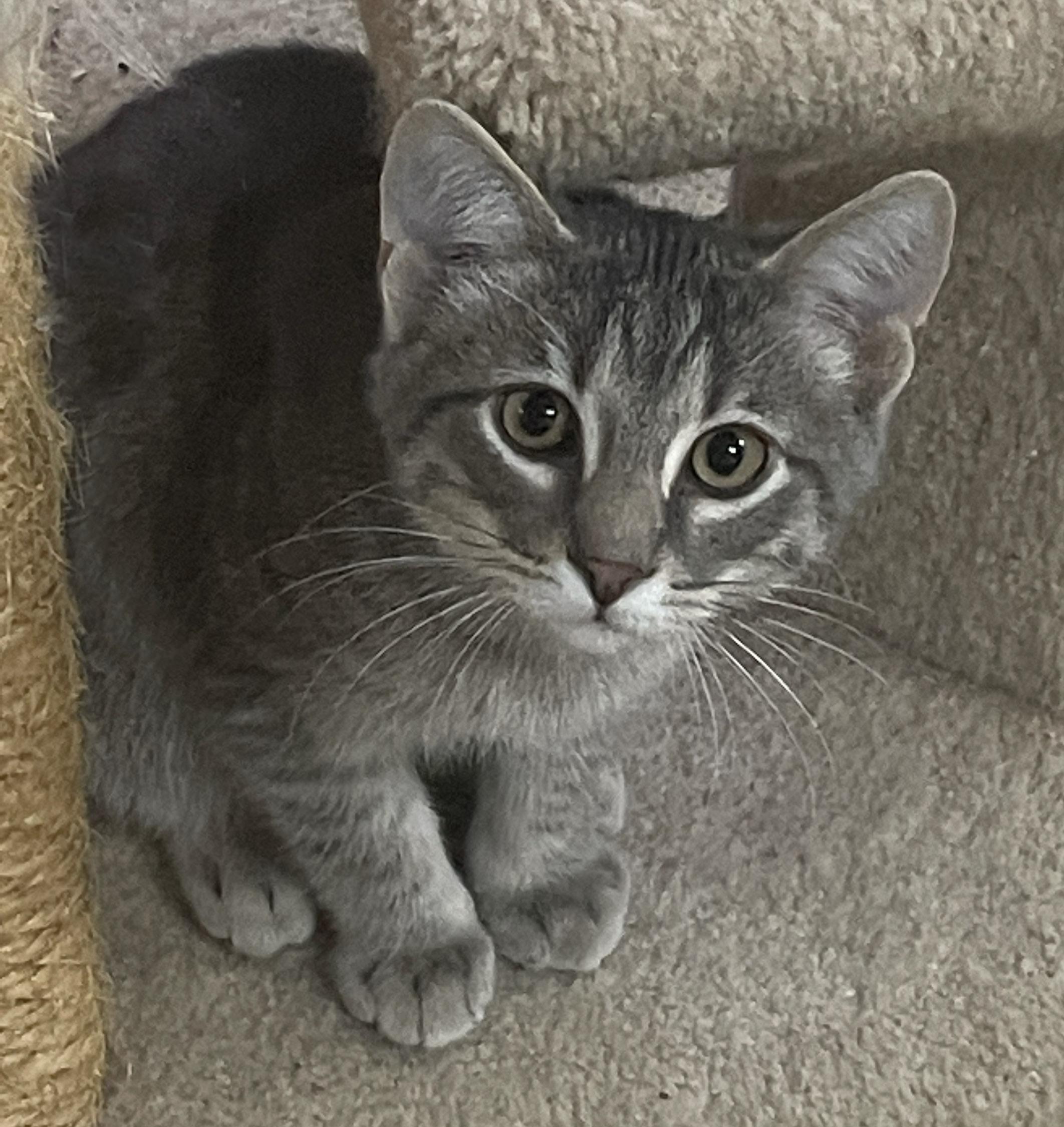 Lombardi, a Adoptable Domestic Short Hair in Neillsville, WI image 1/5