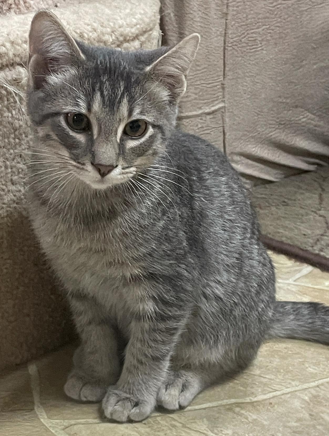 Lombardi, a Adoptable Domestic Short Hair in Neillsville, WI image 2/5