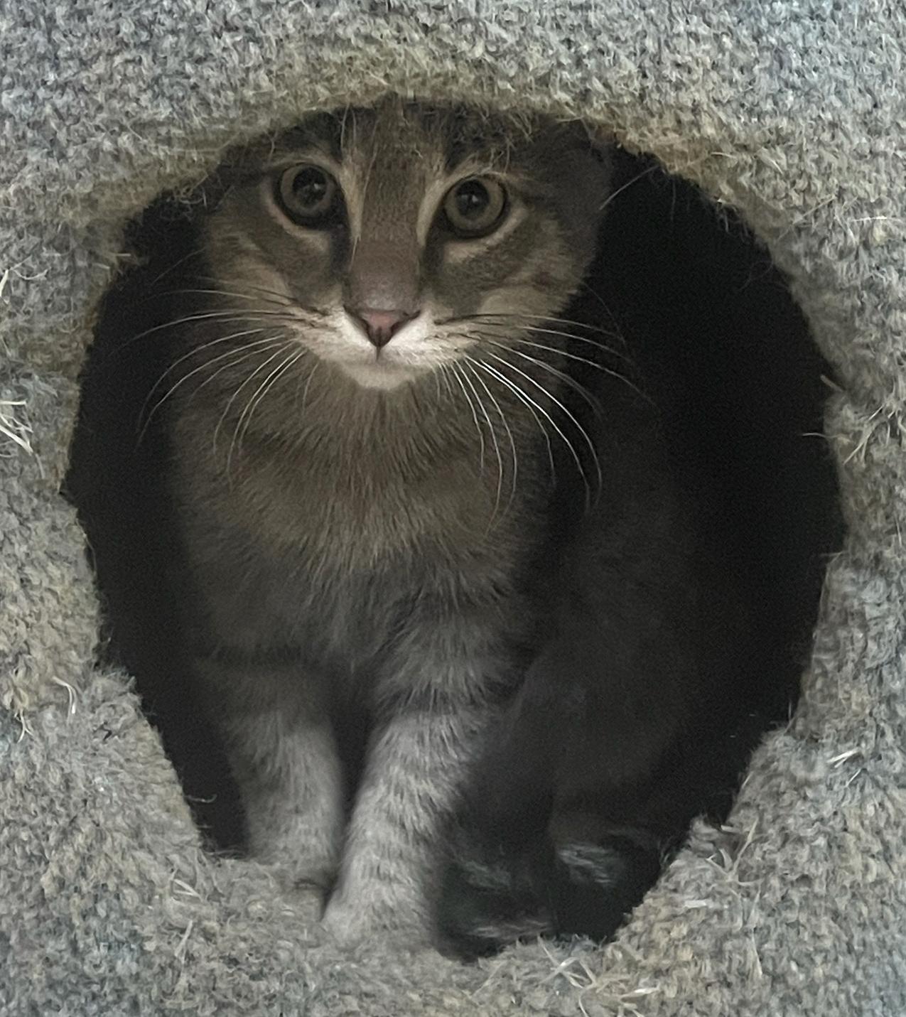 Lombardi, a Adoptable Domestic Short Hair in Neillsville, WI image 5/5