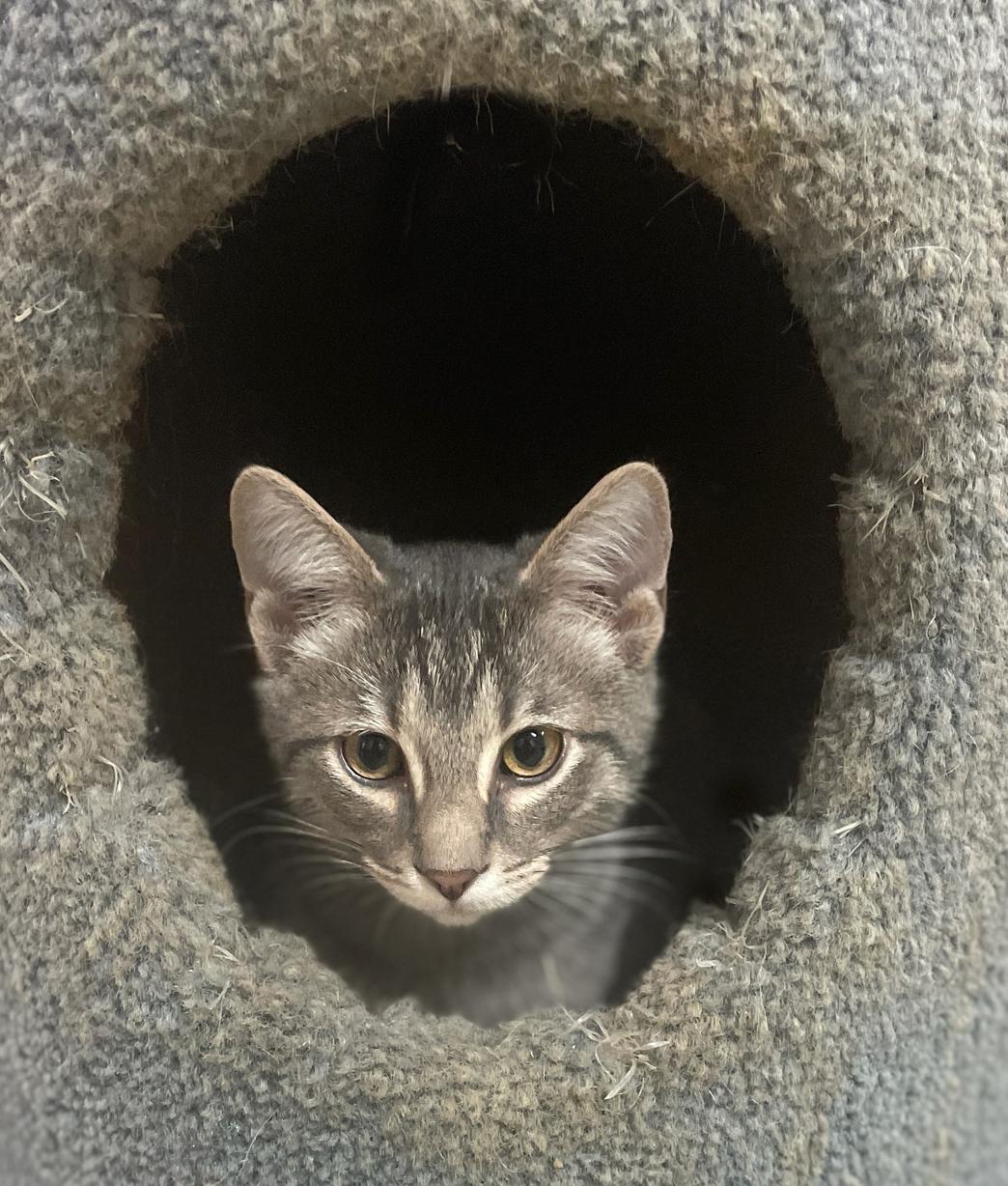 Lombardi, a Adoptable Domestic Short Hair in Neillsville, WI image 3/5