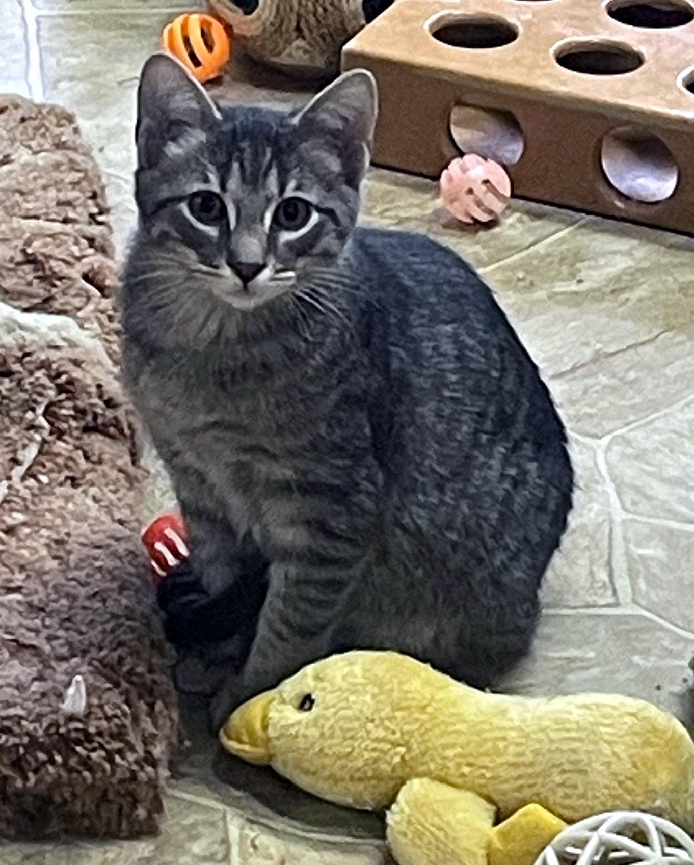 Lombardi, a Adoptable Domestic Short Hair in Neillsville, WI image 4/5